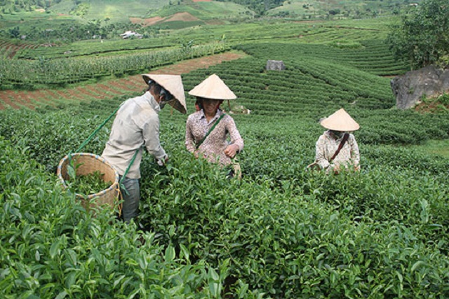 Ổn định kinh tế từ sản xuất VietGAP