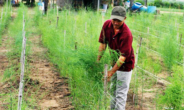 Màu xanh trên vùng đất “chảo lửa”