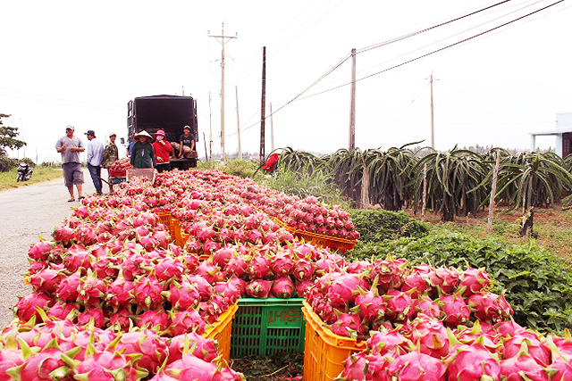Khởi sắc kinh tế ở “thủ phủ” thanh long