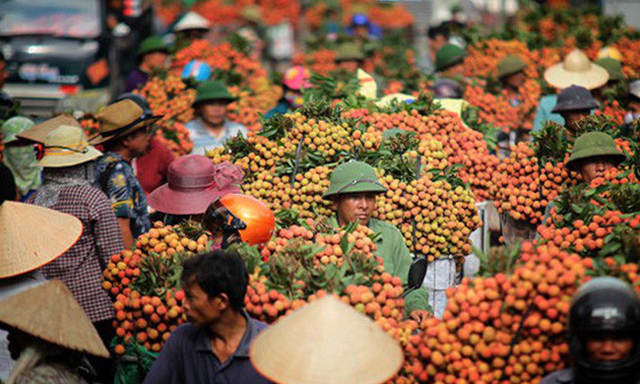 Liệu có phải giải cứu vải thiều?