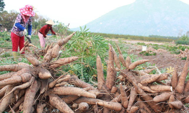 Trung Quốc giảm mua, sắn Việt lao đao