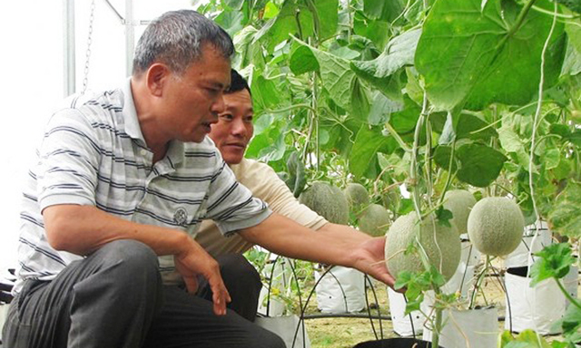 Sản xuất nông nghiệp ở Nghệ An: Khó nhân rộng mô hình công nghệ cao