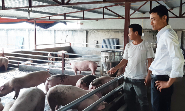 HTX Đại Phát: Chăn nuôi tổng hợp đem lại hiệu quả kinh tế cao