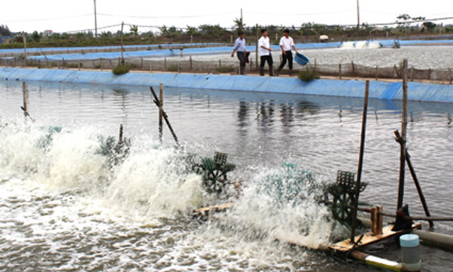 HTX Suối Giàu mở cánh cửa xuất khẩu cá chình