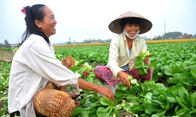Tiền Giang: HTX đẩy mạnh liên kết, mở rộng quy mô