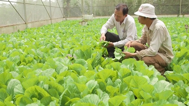 Làm giàu từ trồng rau VietGAP
