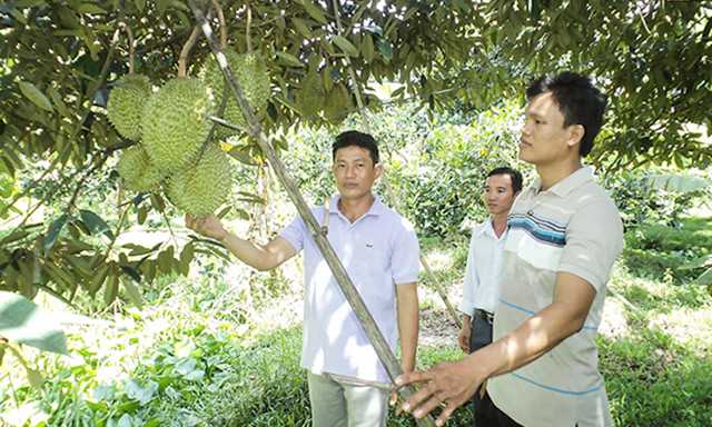 Huyện Phong Điền chú trọng phát triển kinh tế hợp tác