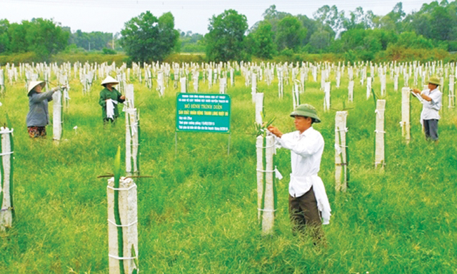 Tốt nghiệp đại học về làm HTX