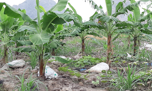Hàng tấn chân gà thối 'bỏ quên' tại vườn chuối xã Lại Xuân