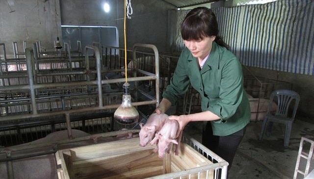 Giá lợn hơi tăng, nông dân thận trọng tái đàn