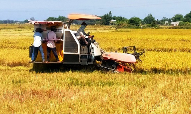 Phú Yên: HTX nông nghiệp tạo sức bật từ cây lúa