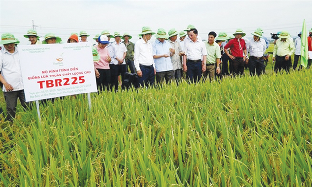Liên kết phát triển sản xuất ở Nghệ An: Khi chính quyền đồng hành cùng HTX