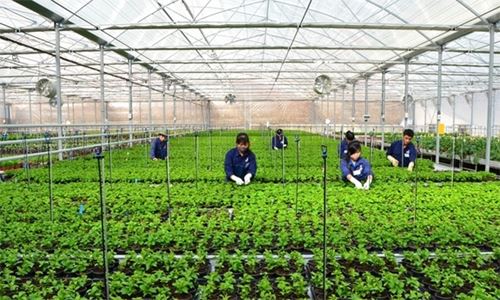 Gần 8.700 doanh nghiệp trong lĩnh vực nông nghiệp