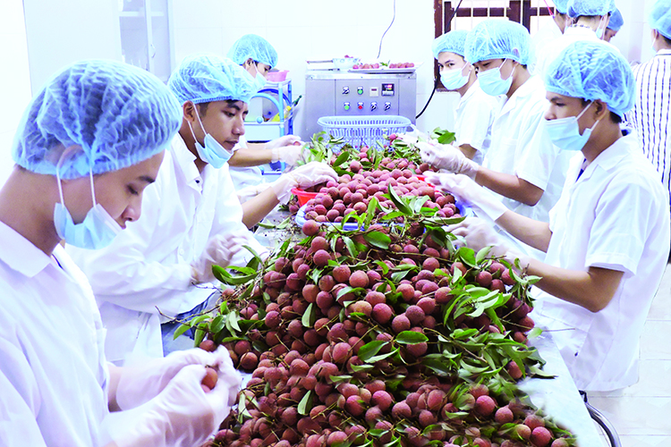 Lượng vải thiều xuất sang Malaysia dự kiến hơn 200 tấn