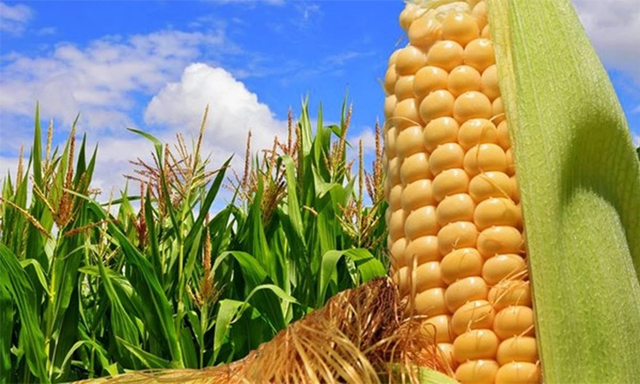 Nestle bất đồng với người nông dân về việc ghi nhãn GMO