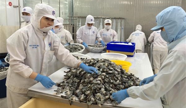 DN ký được nhiều hợp đồng xuất khẩu, giá tôm tăng trở lại