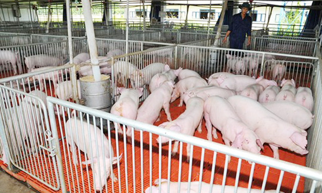 Cầu nối phát triển chăn nuôi an toàn ở HTX Duy Đại Sơn