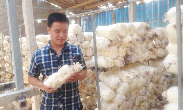 'Kỹ sư nông dân' trồng nấm làm giàu
