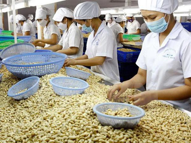 Ngành điều đề xuất ngân hàng gói tín dụng 800 triệu USD