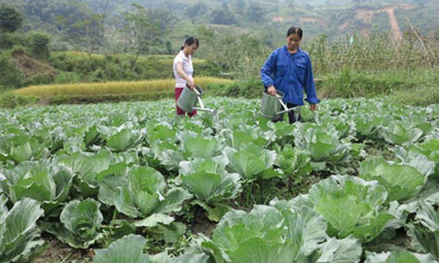 Khu vực KTHT Bắc Kạn chuyển biến tích cực