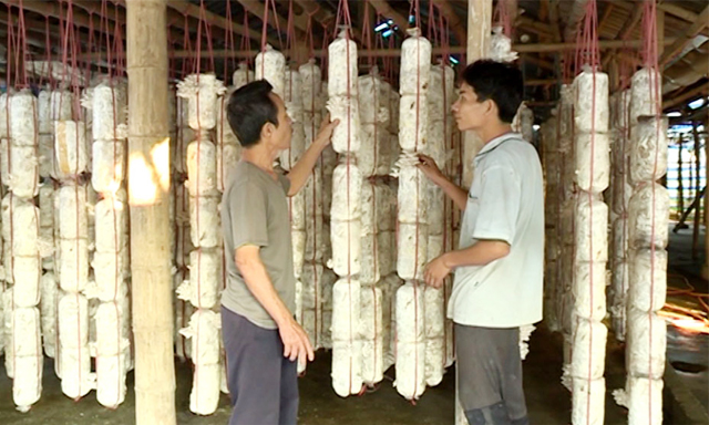 Tuyên Quang: Nhân rộng mô hình sản xuất sạch