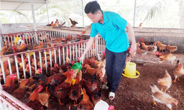 HTX Hà Thanh nuôi gà chất lượng, bảo đảm môi trường