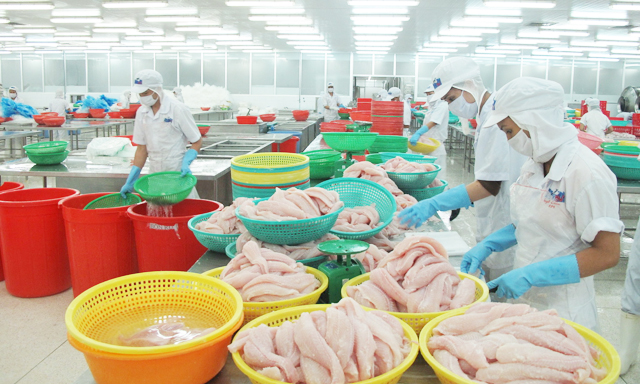 Cá tra xuất khẩu ẩn chứa nhiều rủi ro