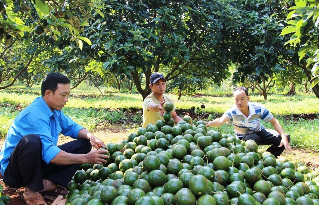 New Zealand hỗ trợ Đắk Nông tăng chất lượng và giá trị quả bơ