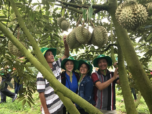 Phân bón Phú Mỹ giúp người trồng sầu riêng Khánh Sơn thu về tiền tỷ