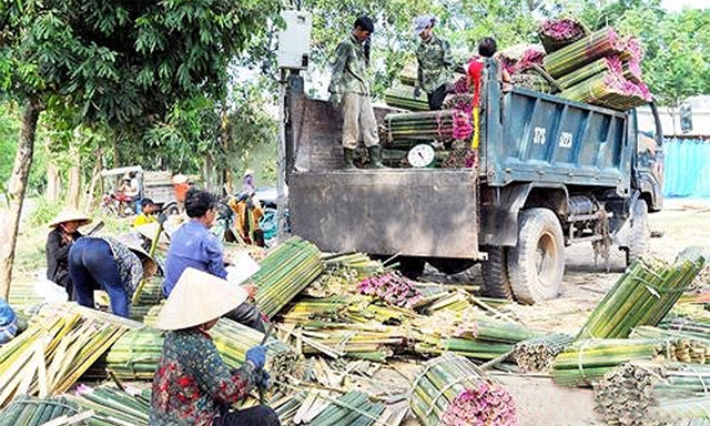 HTX Quế Sơn phát triển bền vững với môi trường trong lành