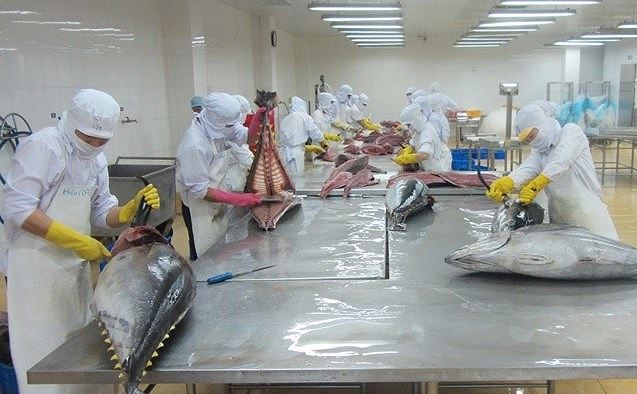 Xuất khẩu cá ngừ vượt mốc 300 triệu USD