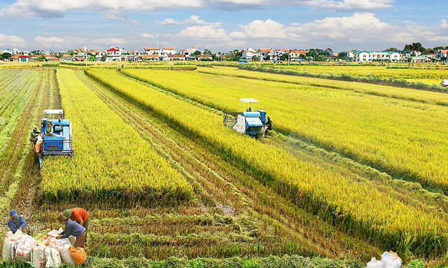 Vì sao doanh nghiệp kém 'mặn mà' đầu tư nông nghiệp?