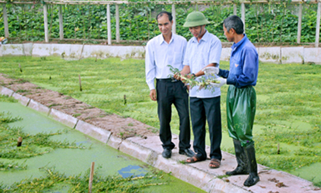 Ninh Bình: Vai trò của HTX trong bao tiêu nông sản