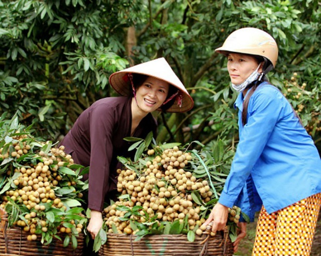 Hưng Yên: Đẩy mạnh phát triển HTX theo chiều sâu