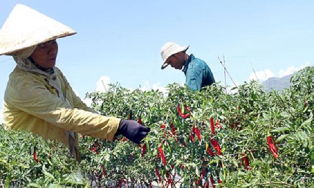 HTX Tầm Ngân: Sản xuất khép kín để mở rộng