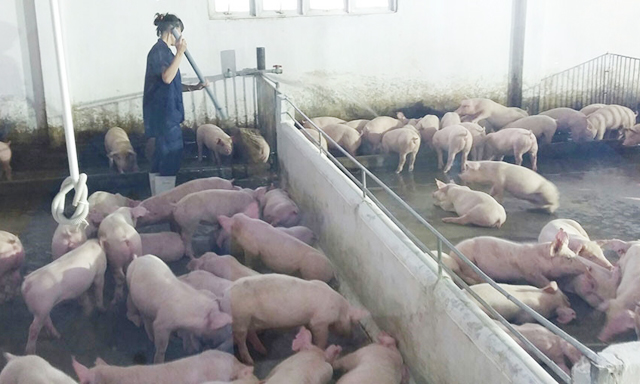 'Phập phồng' với giá lợn hơi