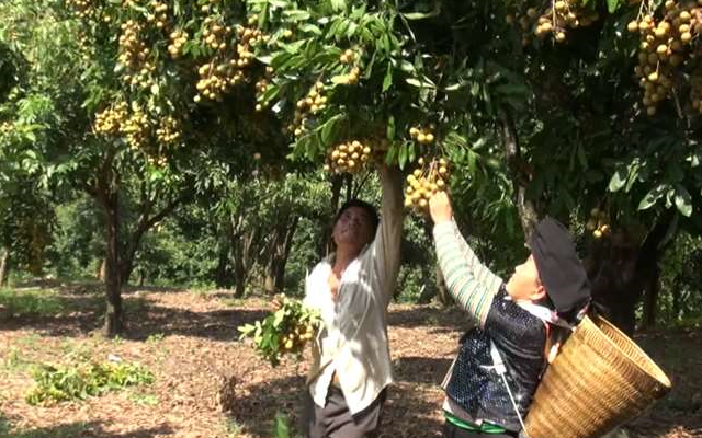 Giá nhãn Sông Mã giảm chỉ còn 7.000 đồng/kg