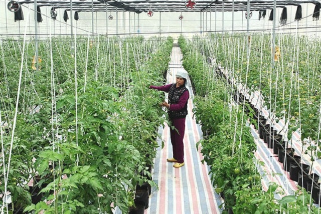 HTX Huyền Tụng bảo vệ môi trường trong sản xuất nông nghiệp