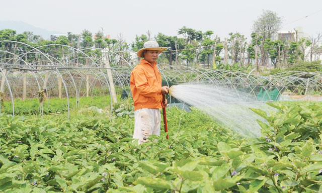 HTX La Hường sản xuất an toàn, nông dân thành triệu phú