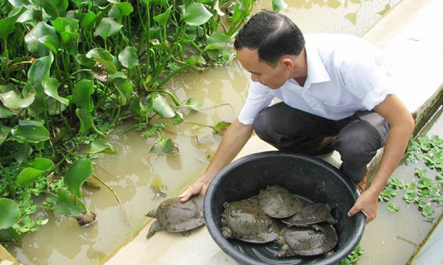 HTX Thạnh Lợi: Hiệu quả vượt trội từ nuôi ba ba an toàn