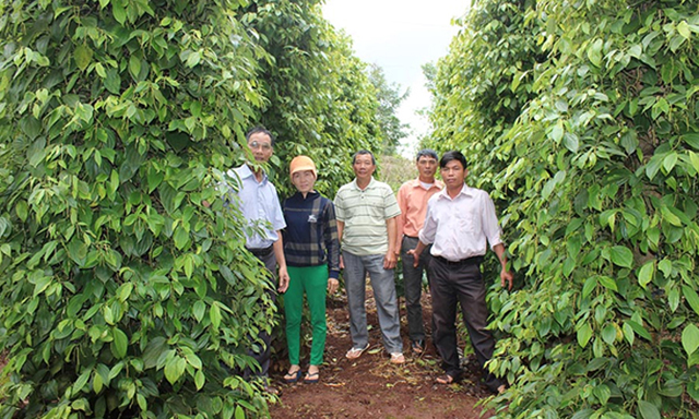HTX Nông nghiệp - Dịch vụ Ia Ring sản xuất hồ tiêu an toàn, bền vững