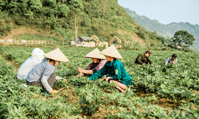 Quản Bạ phát triển vùng dược liệu theo chuỗi giá trị