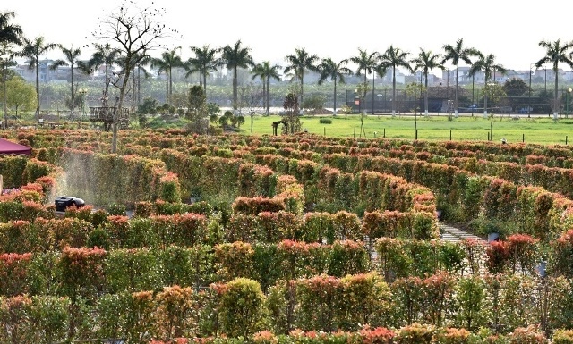 hoa-JPG-6513-1535079388.jpg