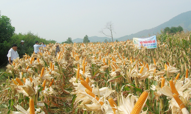 'Bắt bệnh' nhập nguyên liệu thức ăn chăn nuôi