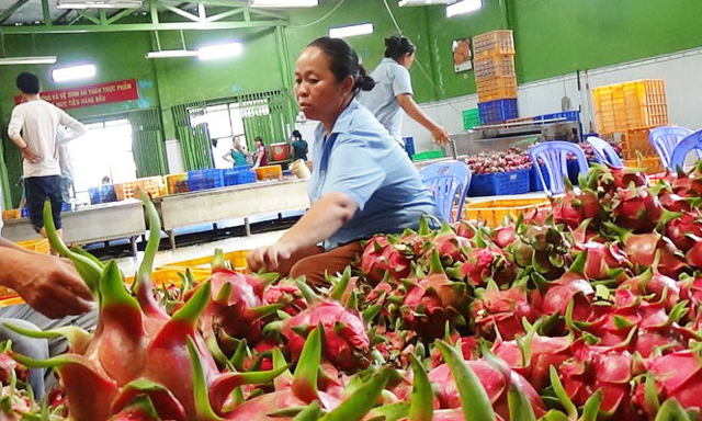 Giá trái cây 'trồi sụt' theo thị trường Trung Quốc