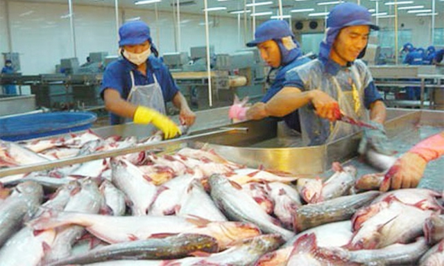 Cá tra 'đuối sức' vì mất giá