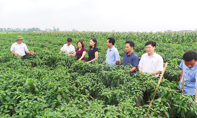 HTX Liên Dương: Hiệu quả mô hình liên kết trồng ớt