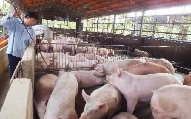 Giá thịt lợn có thể tăng nếu dịch tả lợn châu Phi bùng phát