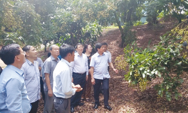 HTX Phương Nam (Sơn La): Hướng sản phẩm đến những thị trường khó tính