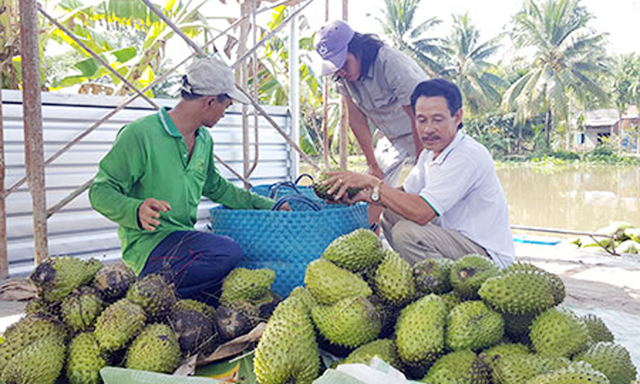 HTX Hòa Mỹ sản xuất an toàn, đổi đời nhờ mãng cầu xiêm